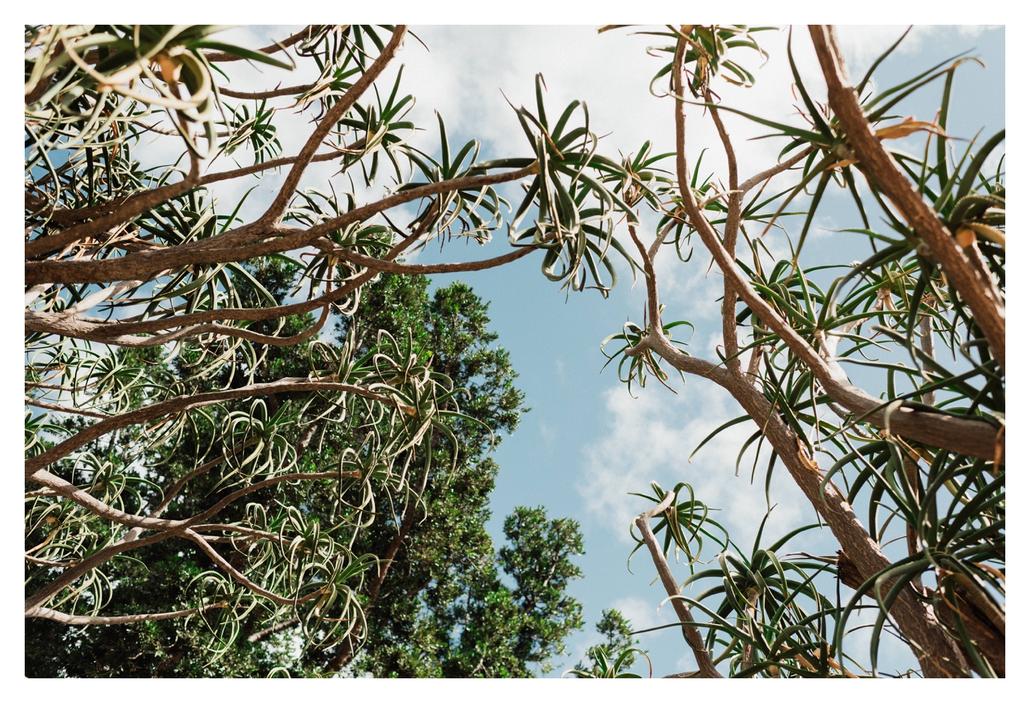 adelaidephotographer 0102 - Renee + Nic, Henley Beach Elopement